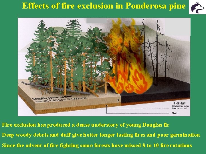 Effects of fire exclusion in Ponderosa pine Fire exclusion has produced a dense understory Effects of fire exclusion in Ponderosa pine Fire exclusion has produced a dense understory