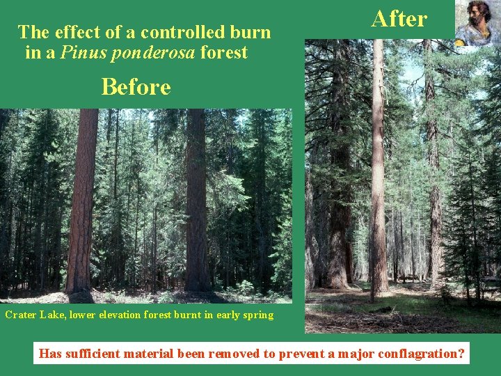The effect of a controlled burn in a Pinus ponderosa forest After Before The The effect of a controlled burn in a Pinus ponderosa forest After Before The