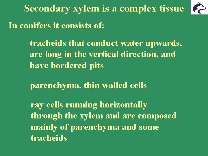 Secondary xylem is a complex tissue In conifers it consists of: tracheids that conduct Secondary xylem is a complex tissue In conifers it consists of: tracheids that conduct