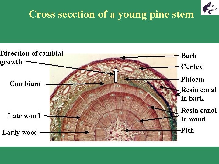 Cross secction of a young pine stem Cross secction of a young pine stem