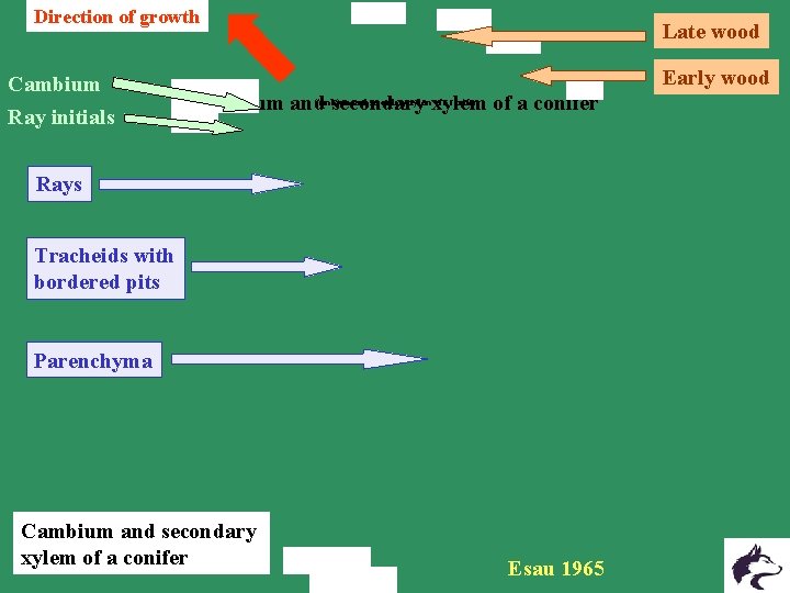 Direction of growth Cambium Ray initials Late wood Early wood Cambium and secondary xylem Direction of growth Cambium Ray initials Late wood Early wood Cambium and secondary xylem