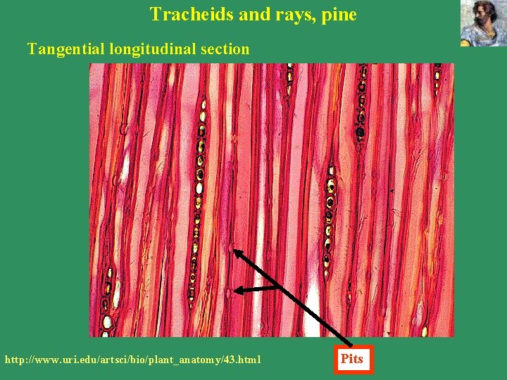 Tracheids and rays, pine Tangential longitudinal section http: //www. uri. edu/artsci/bio/plant_anatomy/43. html Pits Tracheids and rays, pine Tangential longitudinal section http: //www. uri. edu/artsci/bio/plant_anatomy/43. html Pits