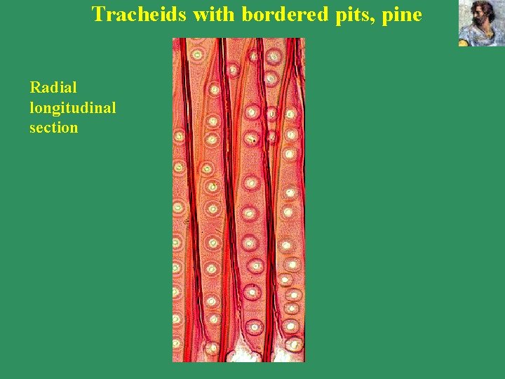 Tracheids with bordered pits, pine Radial longitudinal section Tracheids with bordered pits, pine Radial longitudinal section