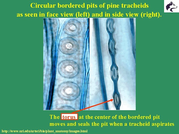 Circular bordered pits of pine tracheids as seen in face view (left) and in Circular bordered pits of pine tracheids as seen in face view (left) and in