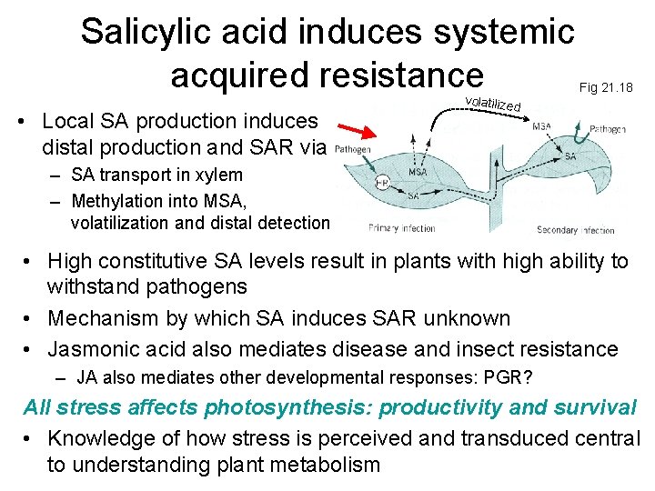 Salicylic acid induces systemic acquired resistance • Local SA production induces distal production and