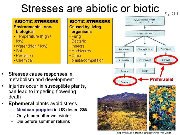 Stresses are abiotic or biotic ABIOTIC STRESSES Environmental, nonbiological • Temperature (high / low)