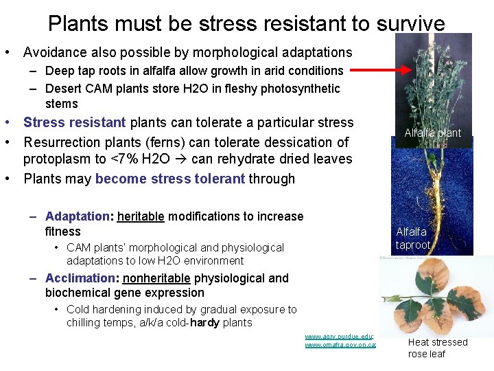 Plants must be stress resistant to survive • Avoidance also possible by morphological adaptations