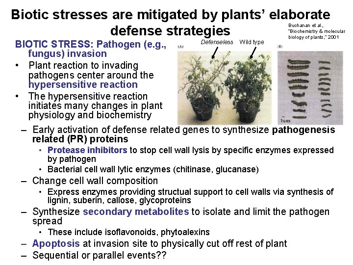 Biotic stresses are mitigated by plants’ elaborate defense strategies BIOTIC STRESS: Pathogen (e. g.