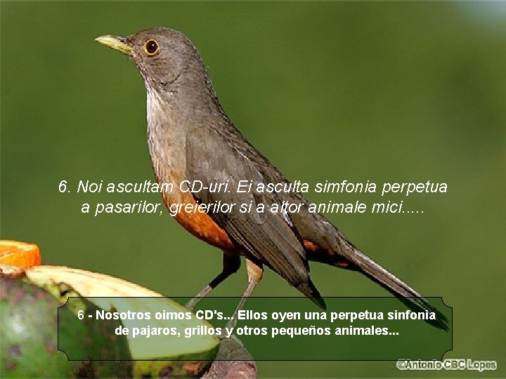 6. Noi ascultam CD-uri. Ei asculta simfonia perpetua a pasarilor, greierilor si a altor