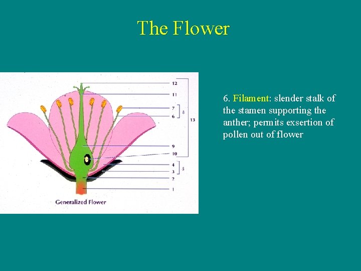 The Flower 6. Filament: slender stalk of the stamen supporting the anther; permits exsertion