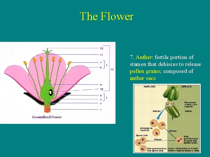 The Flower 7. Anther: fertile portion of stamen that dehisces to release pollen grains;