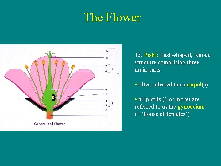 The Flower 13. Pistil: flask-shaped, female structure comprising three main parts • often referred