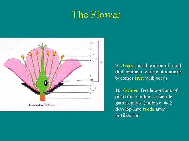The Flower 9. Ovary: basal portion of pistil that contains ovules; at maturity becomes