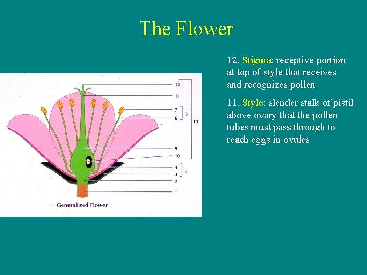 The Flower 12. Stigma: receptive portion at top of style that receives and recognizes