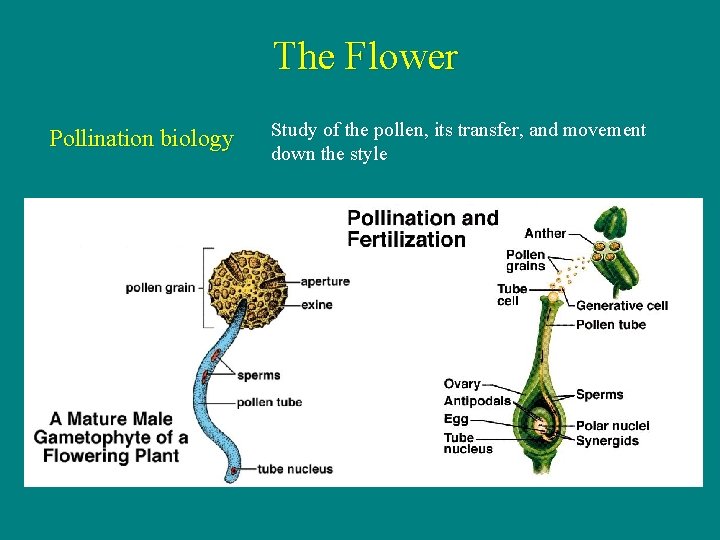 The Flower Pollination biology Study of the pollen, its transfer, and movement down the