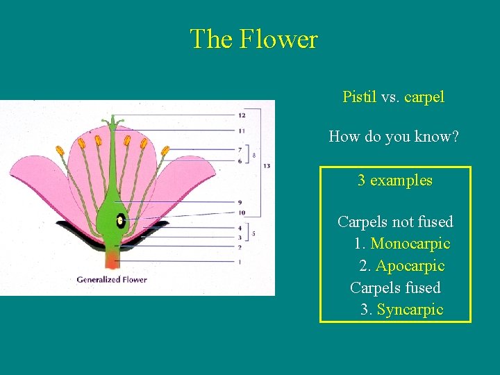 The Flower Pistil vs. carpel How do you know? 3 examples Carpels not fused