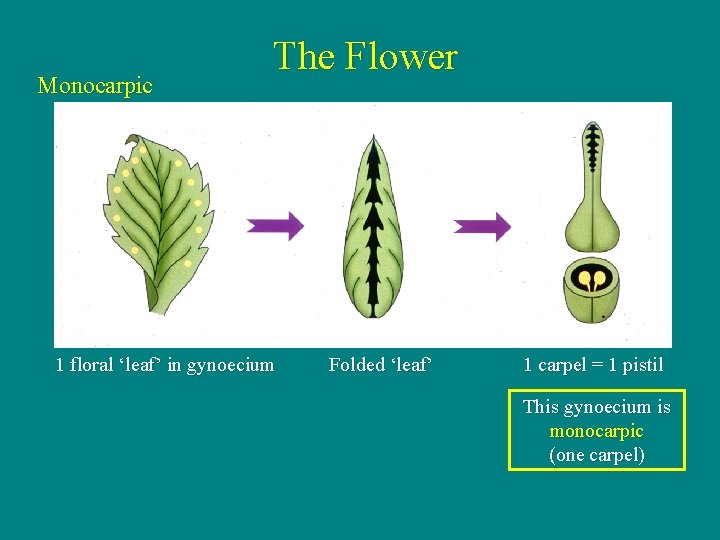 Monocarpic The Flower 1 floral ‘leaf’ in gynoecium Folded ‘leaf’ 1 carpel = 1