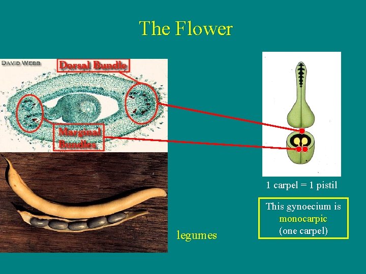 The Flower 1 carpel = 1 pistil legumes This gynoecium is monocarpic (one carpel)