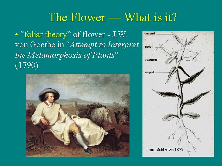 The Flower — What is it? • “foliar theory” of flower - J. W.