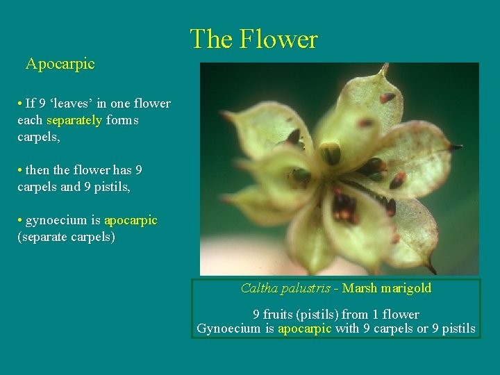 Apocarpic The Flower • If 9 ‘leaves’ in one flower each separately forms carpels,