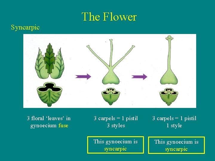 Syncarpic 3 floral ‘leaves’ in gynoecium fuse The Flower 3 carpels = 1 pistil