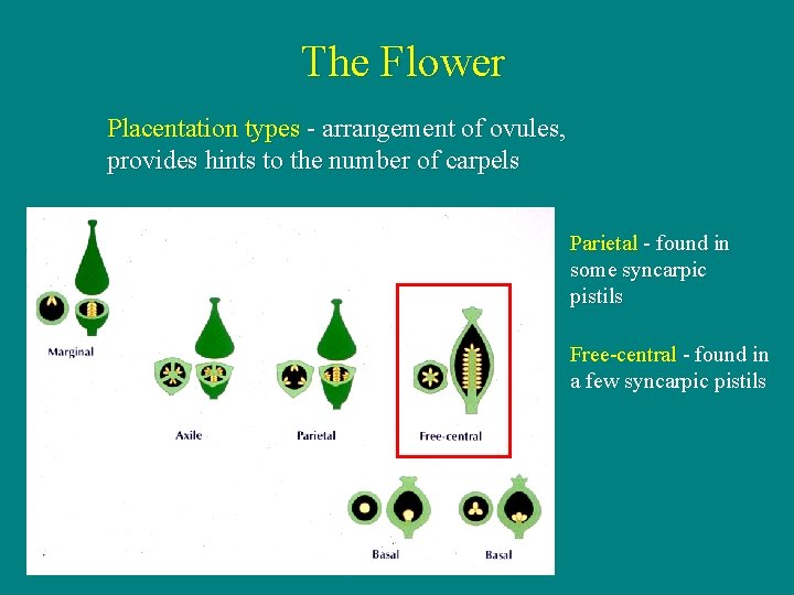 The Flower Placentation types - arrangement of ovules, provides hints to the number of