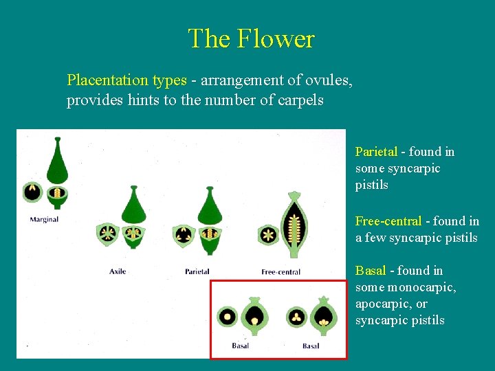 The Flower Placentation types - arrangement of ovules, provides hints to the number of