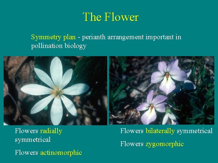 The Flower Symmetry plan - perianth arrangement important in pollination biology Flowers radially symmetrical