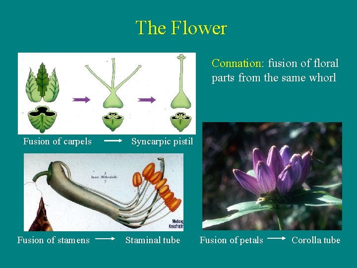 The Flower Connation: fusion of floral parts from the same whorl Fusion of carpels