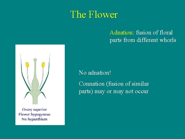 The Flower Adnation: fusion of floral parts from different whorls No adnation! Connation (fusion