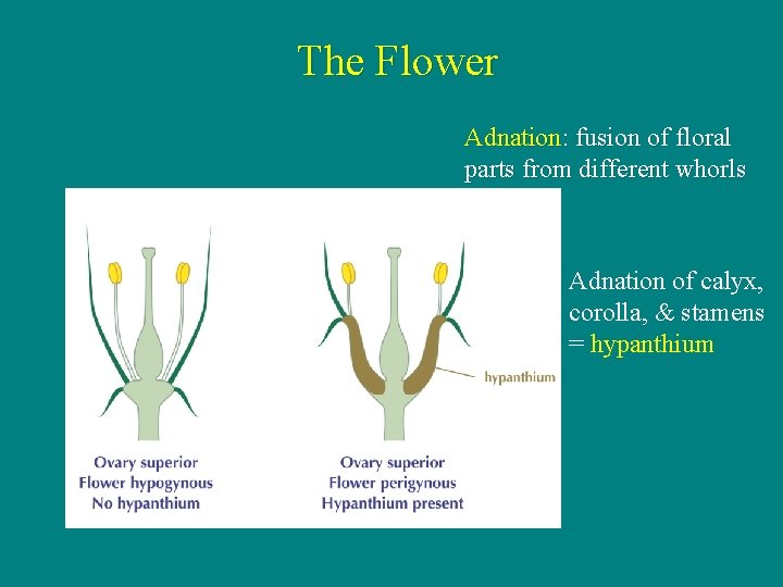 The Flower Adnation: fusion of floral parts from different whorls Adnation of calyx, corolla,