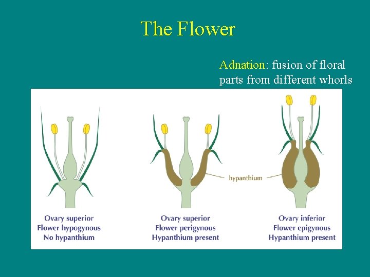 The Flower Adnation: fusion of floral parts from different whorls 