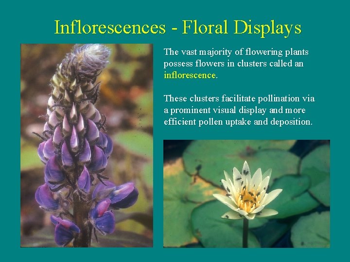 Inflorescences - Floral Displays The vast majority of flowering plants possess flowers in clusters