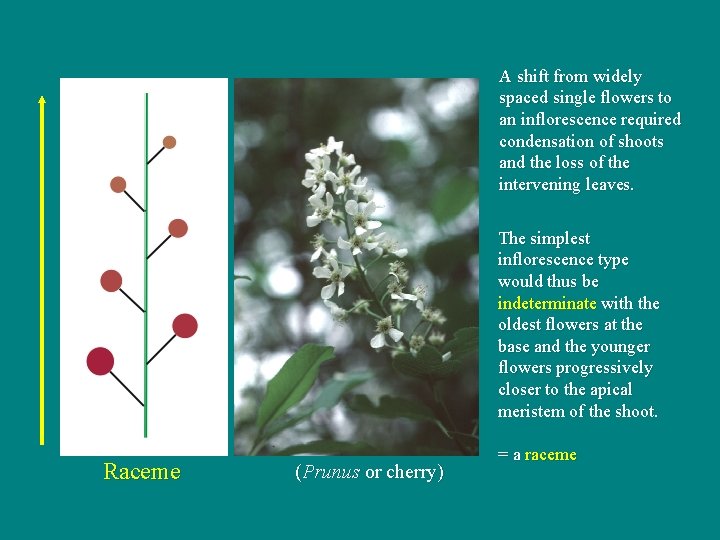 A shift from widely spaced single flowers to an inflorescence required condensation of shoots