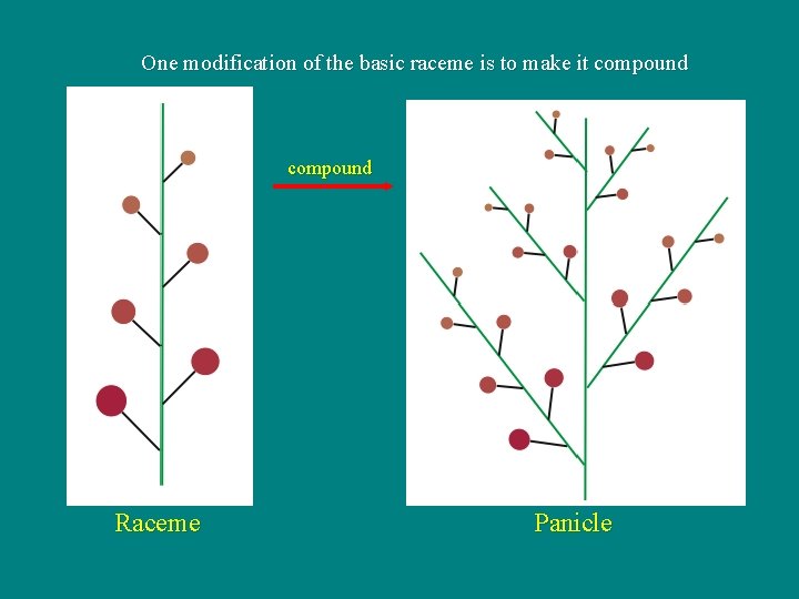 One modification of the basic raceme is to make it compound Raceme Panicle 