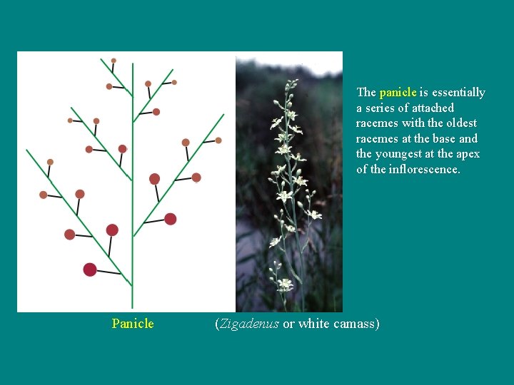 The panicle is essentially a series of attached racemes with the oldest racemes at