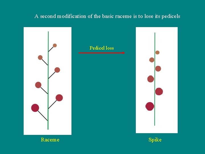 A second modification of the basic raceme is to lose its pedicels Pedicel loss