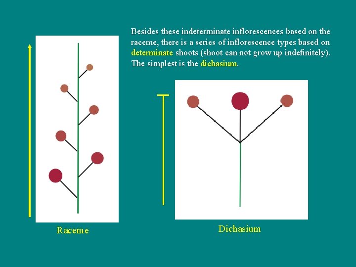 Besides these indeterminate inflorescences based on the raceme, there is a series of inflorescence