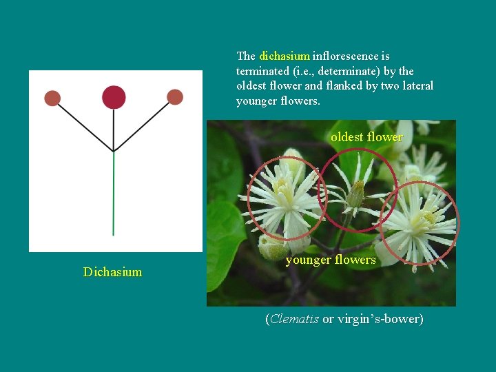 The dichasium inflorescence is terminated (i. e. , determinate) by the oldest flower and