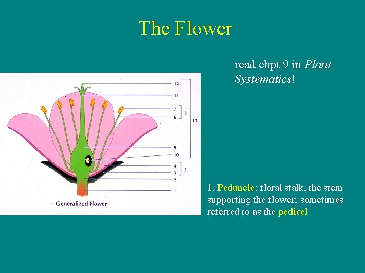 The Flower read chpt 9 in Plant Systematics! 1. Peduncle: floral stalk, the stem