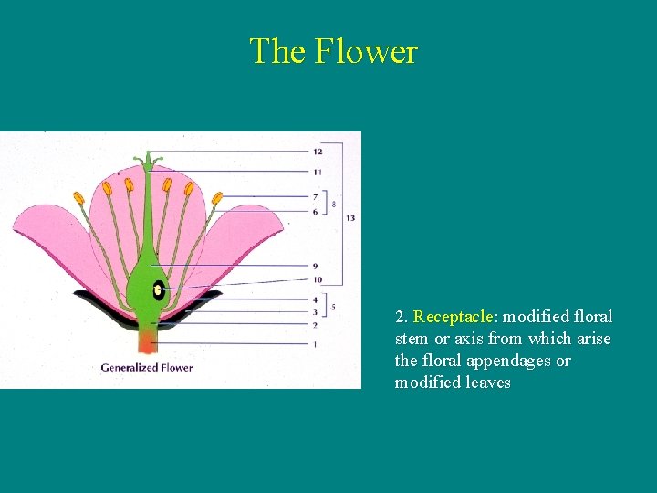 The Flower 2. Receptacle: modified floral stem or axis from which arise the floral