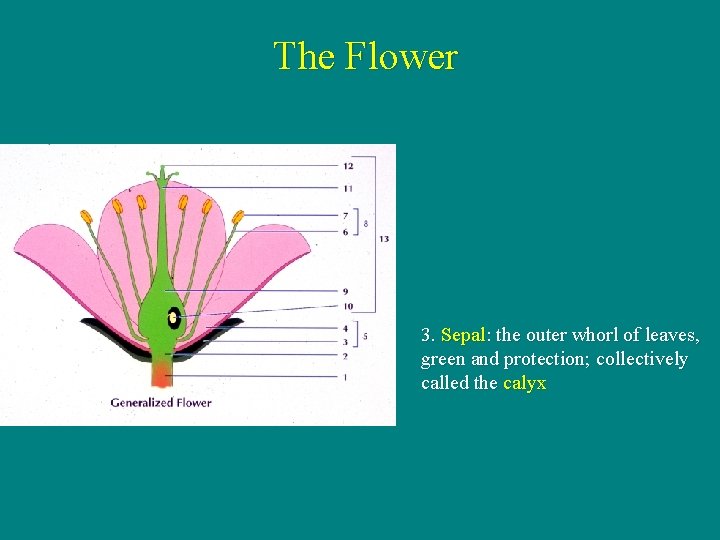 The Flower 3. Sepal: the outer whorl of leaves, green and protection; collectively called