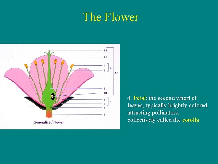 The Flower 4. Petal: the second whorl of leaves, typically brightly colored, attracting pollinators;