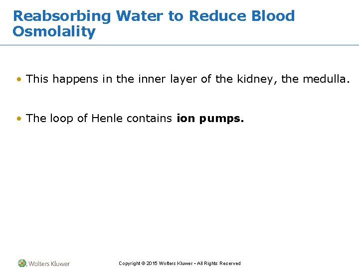 Reabsorbing Water to Reduce Blood Osmolality • This happens in the inner layer of