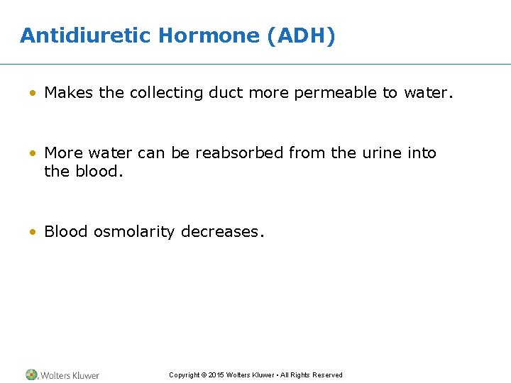 Antidiuretic Hormone (ADH) • Makes the collecting duct more permeable to water. • More