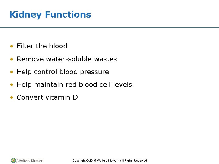 Kidney Functions • Filter the blood • Remove water-soluble wastes • Help control blood