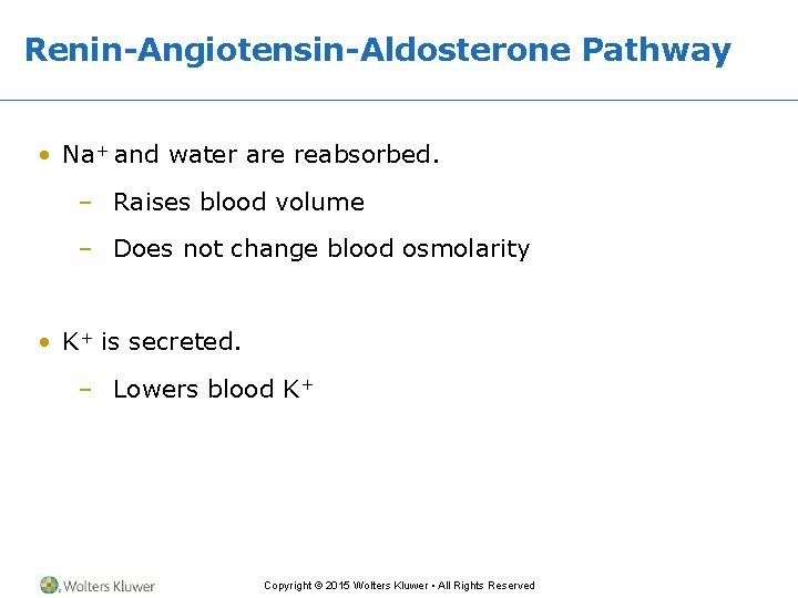 Renin-Angiotensin-Aldosterone Pathway • Na+ and water are reabsorbed. – Raises blood volume – Does
