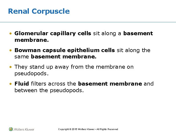 Renal Corpuscle • Glomerular capillary cells sit along a basement membrane. • Bowman capsule