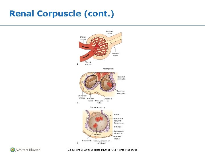 Renal Corpuscle (cont. ) Copyright © 2015 Wolters Kluwer • All Rights Reserved 