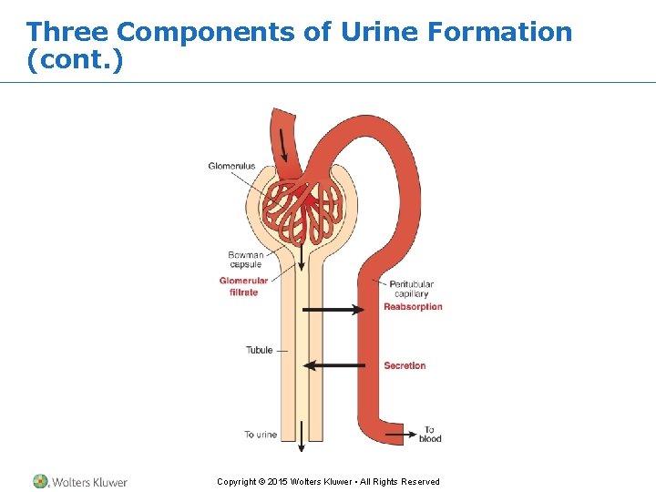 Three Components of Urine Formation (cont. ) Copyright © 2015 Wolters Kluwer • All